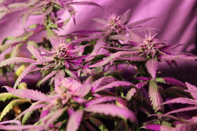 Close-up of pink flowering plant