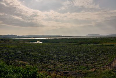 Scenic view of agricultural field against sky