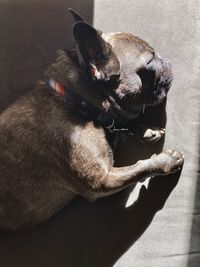 High angle view of dog sleeping