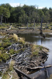 River in forest
