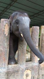 Close-up of elephant at zoo