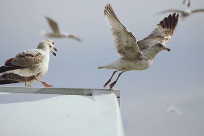 Seagulls flying in the sky