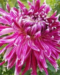 Close-up of flowers blooming outdoors