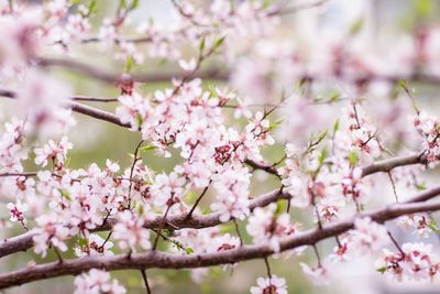 Pink cherry blossoms blooming at park