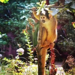 Close up of a bird on tree trunk