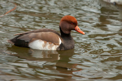 Duck swimming in lake