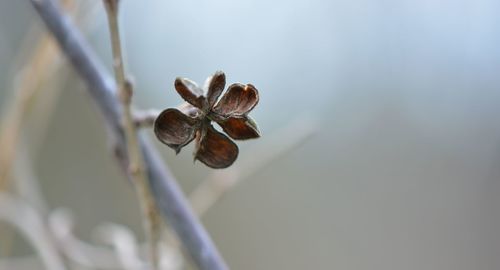 Close-up of plant