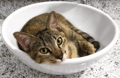 High angle portrait of cat in bowl