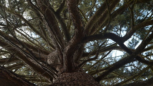 Low angle view of trees