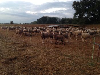 Flock of sheep grazing in field