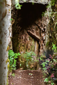 Close-up of tree trunk amidst plants