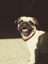 Portrait of dog sitting at home