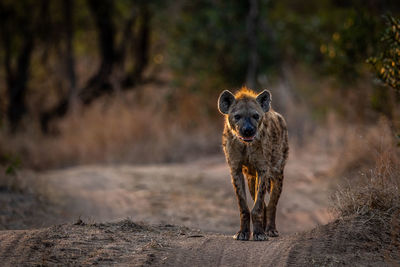 Close-up of a fox