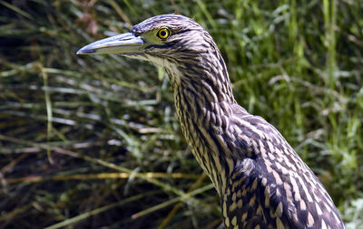 Close-up of peacock on field