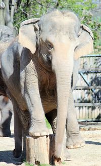 Close-up of elephant