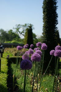 Close-up of fresh purple flowers blooming in garden