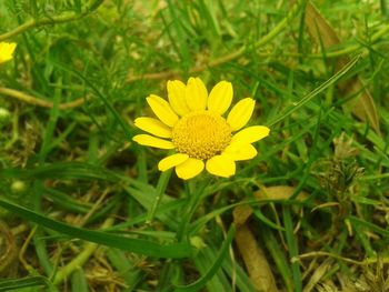 Close-up of yellow flower blooming in field