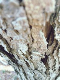 Close-up of tree trunk