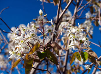 Low angle view of cherry blossoms in spring