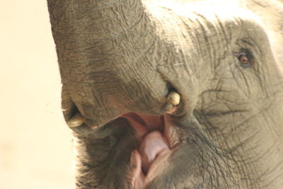 Close-up of elephant