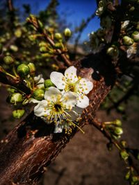 Close-up of white cherry blossoms in spring