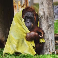 Monkey sitting on tree trunk