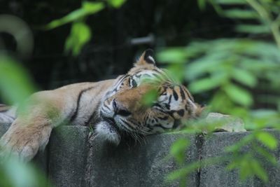 Cat resting in a zoo