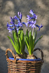 Close-up of purple flowering plant in basket