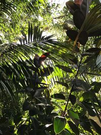 Low angle view of bird perching on tree