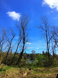 Trees against blue sky