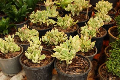 High angle view of potted plants on field