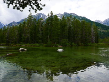 Swan on lake by trees against sky