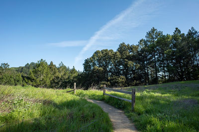 Scenic view of trees on field against sky