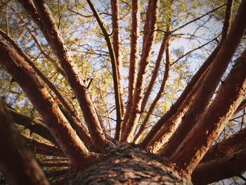 Low angle view of trees in forest