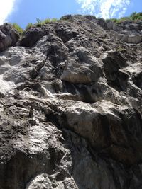 Low angle view of lizard on tree against sky