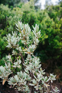 Close-up of flowers blooming outdoors