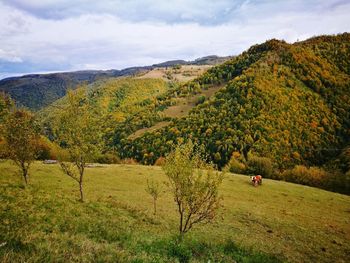 Scenic view of agricultural field against sky