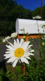 Close-up of white flowers blooming outdoors