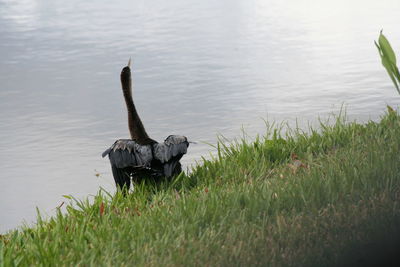 Swan swimming on lake