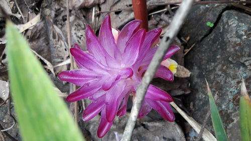 Close-up of pink flower