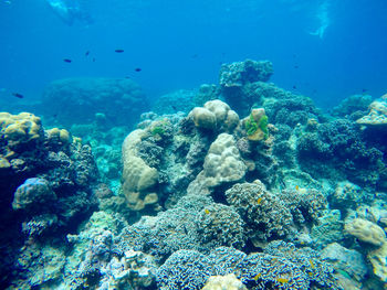 Coral swimming in sea