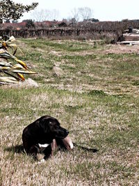 Dog relaxing on grassy field