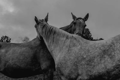 Horse standing in ranch against sky