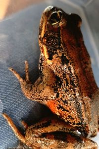 Close-up of a lizard