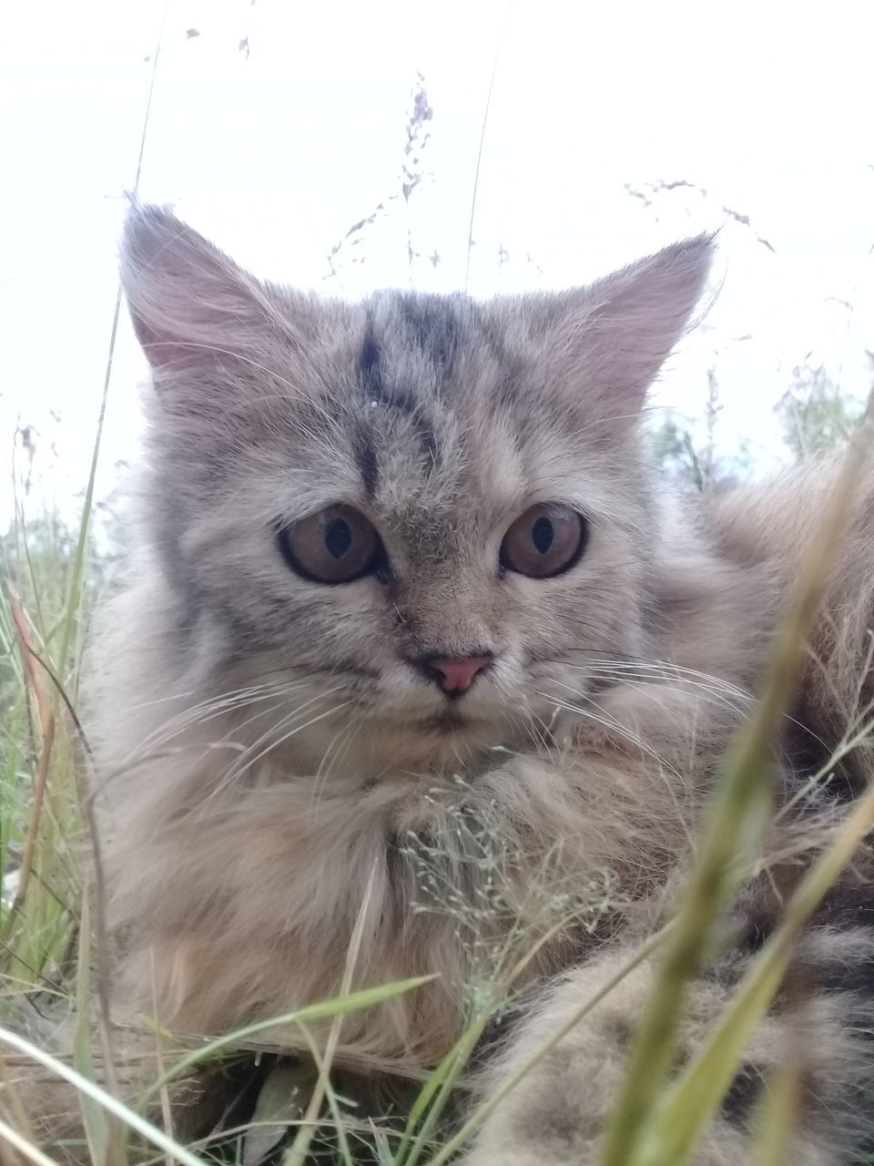 CLOSE-UP PORTRAIT OF CAT