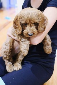 Midsection of teenage girl holding dog at home