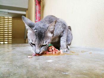 Close-up of cat eating