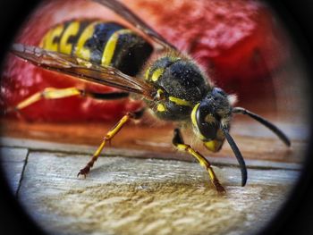 Close-up of bee
