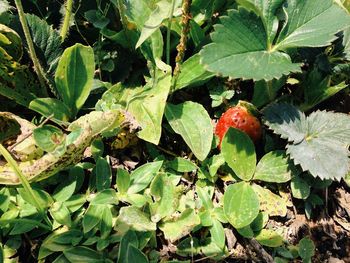 High angle view of green leaves on plant