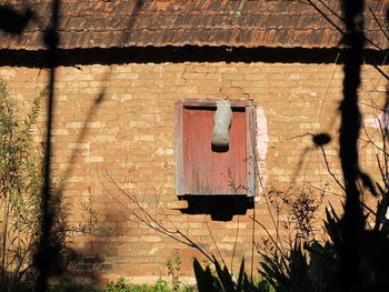 Shadow of tree on brick wall